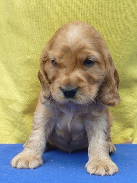 6. Gina pod Ořechem-červená.JPG